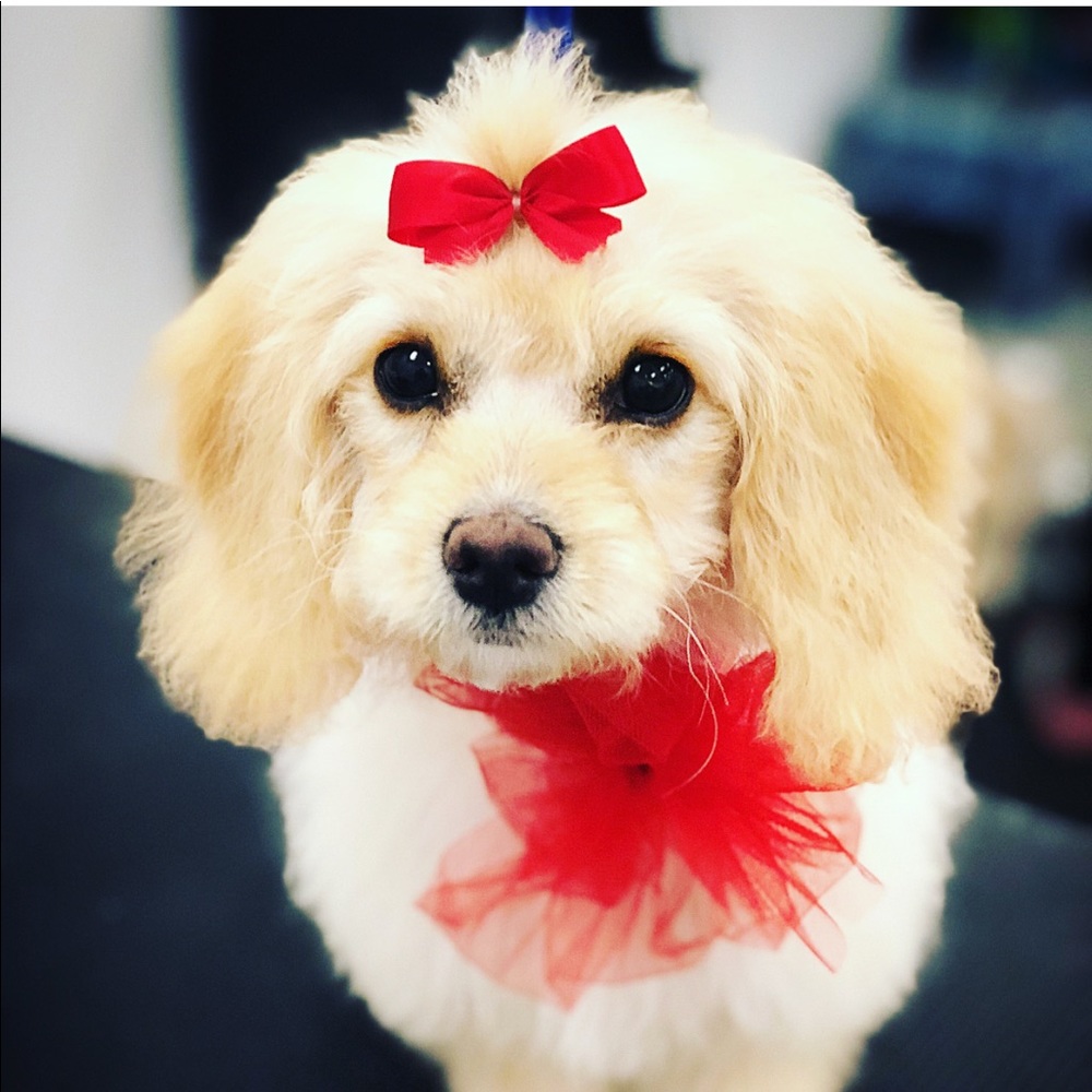 Meet your Posher, Cassidy